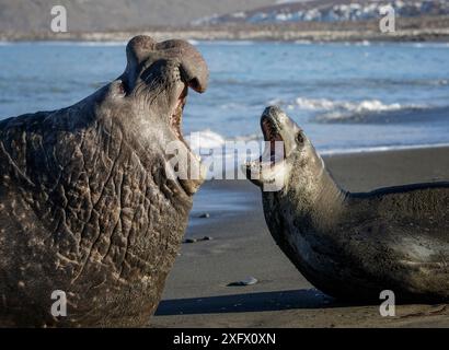 Léopard de mer (Hydrurga leptonyx) et éléphant de mer du Sud (Mirounga leonina) mâles, se menaçant mutuellement. St Andrews Bay, Géorgie du Sud. Octobre. Banque D'Images