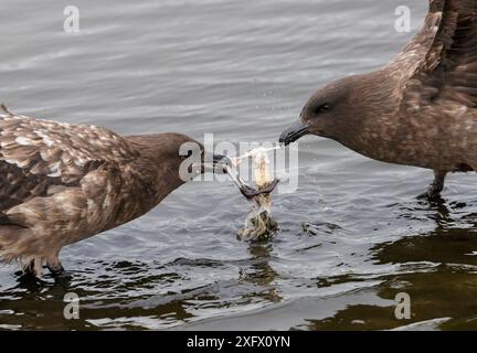 Skua brun (Stercorarius antarcticus), deux battant au-dessus de charoie en mer. Géorgie du Sud. Septembre. Banque D'Images