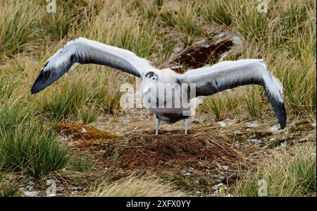 Albatros errants (Diomedea exulans), poussins exerçant des ailes sur le nid. Île prion, baie des Isles, Géorgie du Sud. Octobre. Banque D'Images