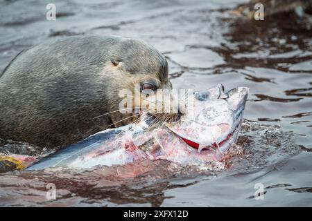 Lion de mer Galapagos (Zalophus wollebaeki) la chasse du thon. Un groupe de lions de mer les taureaux ont appris à l'albacore pélagiques du troupeau dans une petite crique, les coincer. Souvent le poisson à terre leap dans un effort pour s'échapper. Punta Albemarle, Isabela, l'île de Galapagos. Banque D'Images