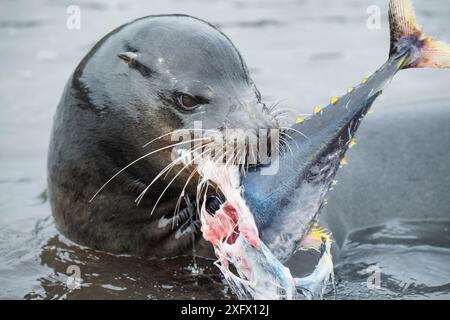 Lion de mer Galapagos (Zalophus wollebaeki) la chasse du thon. Un groupe de lions de mer les taureaux ont appris à l'albacore pélagiques du troupeau dans une petite crique, les coincer. Souvent le poisson à terre leap dans un effort pour s'échapper. Punta Albemarle, Isabela, l'île de Galapagos. Banque D'Images