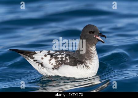 Cape Petrel (Daption capense) au repos sur l'eau, au large de la côte de Kaikoura. Kaikoura, Île du Sud, Nouvelle-Zélande. Mai. Banque D'Images