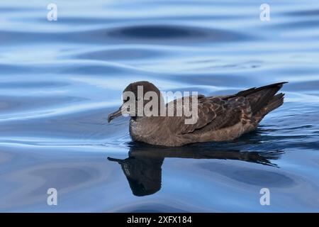 Puffinus griseus (puffinus griseus) au repos sur l'eau. Kaikoura, Île du Sud, Nouvelle-Zélande. Avril. Banque D'Images