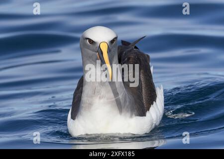 Albatros / mollymawk de Buller (Thalassarche bulleri) sur l'eau. Kaikoura, Île du Sud, Nouvelle-Zélande. Avril. Banque D'Images