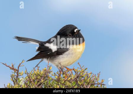 Île du Sud / Tomtit à poitrine jaune (Petroica macrocephala macrocephala) mâle perché sur un arbuste. Arthur's Pass National Park, South Island, Nouvelle-Zélande. Mai. Banque D'Images