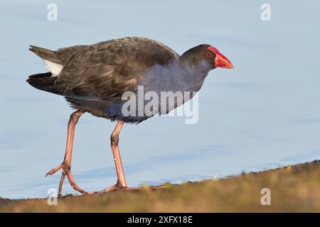 Swamphen violet / Pukeko (Porphyrio porphyrio) à la recherche de nourriture le long du bord du lac. Christchurch, Nouvelle-Zélande. Juillet. Banque D'Images