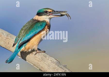 Sacré / Marin-pêcheur néo-zélandais (Todiramphus sanctus) perché sur du bois flotté avec du crabe de boue en bec. Péninsule de Banks, Île du Sud, Nouvelle-Zélande. Juillet. Banque D'Images