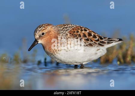 Stint à cou rouge (Calidris ruficollis) dans le plumage de reproduction, se nourrissant en eau peu profonde. Lac Ellesmere, Nouvelle-Zélande. Novembre. Banque D'Images