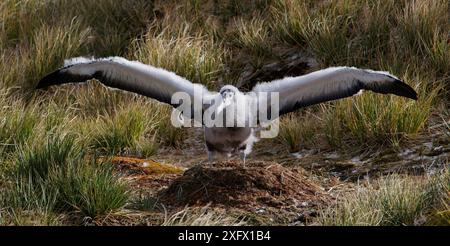 Albatros errants (Diomedea exulans), poussins exerçant des ailes sur le nid. Île prion, Géorgie du Sud, octobre. Banque D'Images