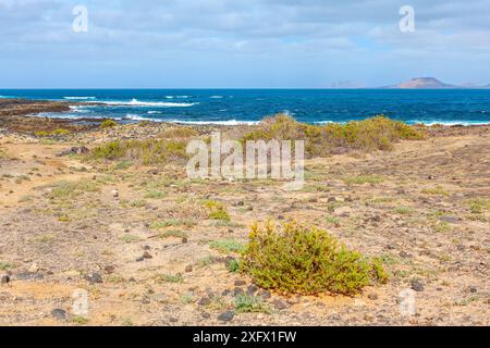 Plage rocheuse avec une petite plante poussant dans le sable. Côte accidentée avec des rochers déchiquetés des îles Canaries Banque D'Images