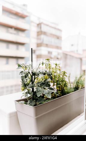 Plante de tomate avec des tomates cerises vertes dans un pot de fleurs décoratif et d'autres plantes dans un pot sur le rebord de la fenêtre à l'extérieur. Concept de jardin de ville Banque D'Images