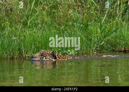 Jaguar (Panthera ONCA) dans la chasse à l'eau, rivière Cuiaba, parc national du Pantanal Matogrossense, Pantanal, Brésil. Banque D'Images