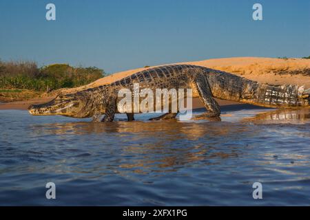 Yacare Caiman (Caiman yacare) entrant dans l'eau, rivière Cuiaba, parc national du Pantanal Matogrossense, Pantanal, Brésil. Banque D'Images