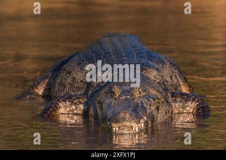 Yacare Caiman (Caiman yacare) rivière Cuiaba, parc national du Pantanal Matogrossense, Pantanal, Brésil. Banque D'Images