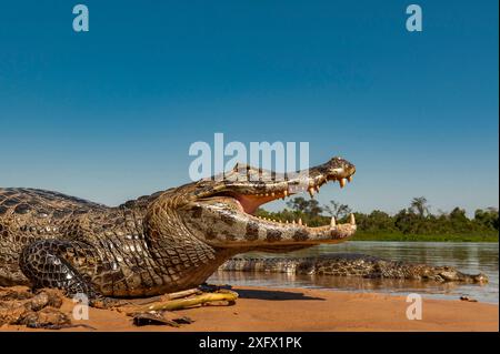 Caiman yacare (Caiman yacare) sur les bords de la rivière, Cuiaba River, le Parc National du Pantanal Matogrossense, Pantanal, Brésil. Banque D'Images