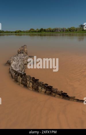 Yacare Caiman (Caiman yacare) rivière Cuiaba, parc national du Pantanal Matogrossense, Pantanal, Brésil. Banque D'Images