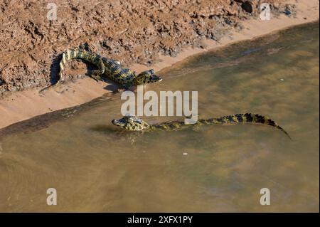 Caiman de Yacare (Caiman yacare), rivière Cuiaba, parc national du Pantanal Matogrossense, Pantanal, Brésil. Banque D'Images