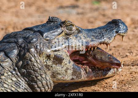 Caiman (Caiman yacare) mangeant du poisson-chat. Rivière Cuiaba, parc national du Pantanal Matogrossense, Pantanal, Brésil. Banque D'Images