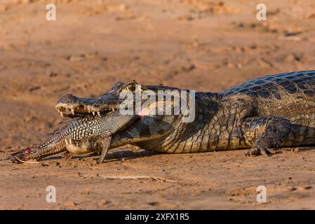 Yacare caïman (Caiman yacare) mangeant du poisson-chat à ailnageoires ( Pterygoplichthys pardalis) rivière Cuiaba, parc national du Pantanal Matogrossense, Pantanal, Brésil. Banque D'Images