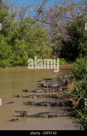 Groupe de caïman de yacare (Caiman yacare) reposant près de la rivière, rivière Cuiaba, parc national du Pantanal Matogrossense, Pantanal, Brésil. Banque D'Images