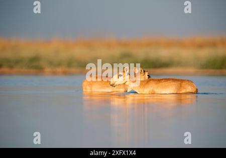 Antilope Saiga (Saiga tatarica) femelle et mâle dans l'eau, Astrakhan, Russie méridionale, Russie. Espèces en danger critique d'extinction. Octobre. Banque D'Images