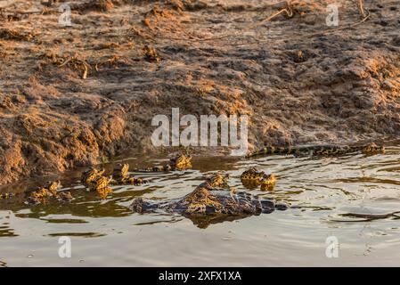 Yacare Caiman (Caiman yacare) avec jeune, rivière Cuiaba, Parc national du Pantanal Matogrossense, Pantanal, Brésil. Banque D'Images