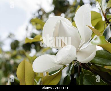 Magnolia grandiflora fleur blanche sur l'arbre dans le parc de près Banque D'Images