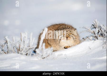 Le chat de Pallas (Otocolobus manul) dans la neige, le désert de Gobi, en Mongolie. Décembre. Banque D'Images