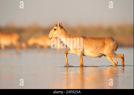 Antilope Saiga (Saiga tatarica) traversant l'eau, avec des cornes poussant, Astrakhan, Russie méridionale, Russie. Octobre. Banque D'Images