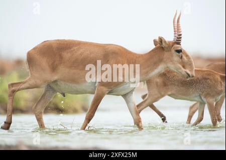 Antilope Saiga (Saiga tatarica) mâle avec des cornes, traversant l'eau, Astrakhan, Russie méridionale, Russie. Octobre. Banque D'Images