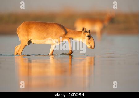 Antilope Saiga (Saiga tatarica) mâle avec des cornes poussant, marchant dans l'eau, Astrakhan, Russie méridionale, Russie. Octobre. Banque D'Images