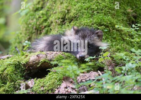 Chien raton laveur (Nycterentes procyonoides) reposant dans un arbre moussue, Vladivostok, kraï de Primorsky, extrême-Orient Russie. Juillet. Banque D'Images