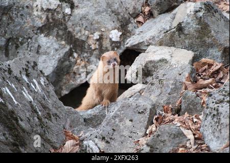 Belette sibérienne (Mustela sibirica) sur les rochers, Khabarovsk, extrême-Orient Russie. Mars. Banque D'Images