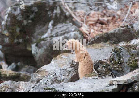 Belette sibérienne (Mustela sibirica) sur les rochers, Khabarovsk, extrême-Orient Russie. Mars. Banque D'Images