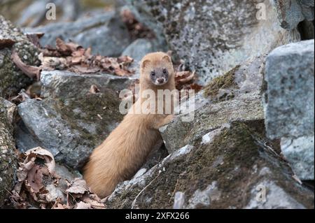 Belette sibérienne (Mustela sibirica) sur les rochers, Khabarovsk, extrême-Orient Russie. Avril. Banque D'Images