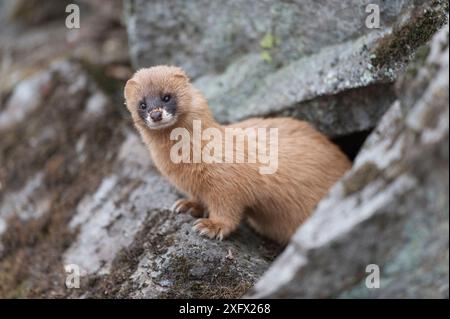 Belette sibérienne (Mustela sibirica) sur les rochers, Khabarovsk, extrême-Orient Russie. Mars. Banque D'Images