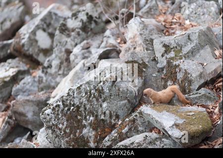 Belette sibérienne (Mustela sibirica) sur les rochers, Khabarovsk, extrême-Orient Russie. Mars. Banque D'Images