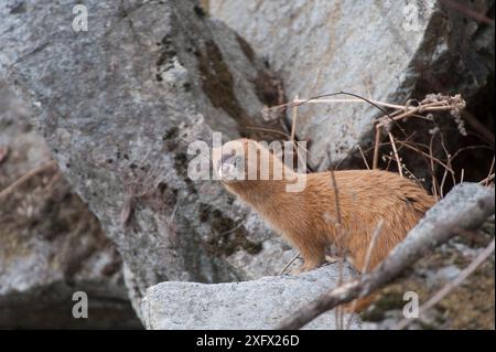 Belette sibérienne (Mustela sibirica) sur les rochers, Khabarovsk, extrême-Orient Russie. Mars. Banque D'Images