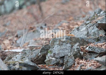 Belette sibérienne (Mustela sibirica) sur les rochers, Khabarovsk, extrême-Orient Russie. Mars. Banque D'Images