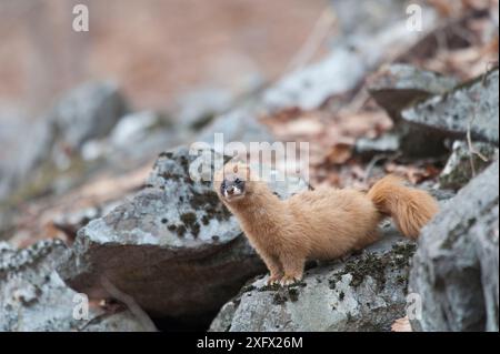 Belette sibérienne (Mustela sibirica) sur les rochers, Khabarovsk, extrême-Orient Russie. Mars. Banque D'Images