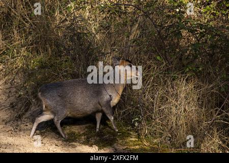 Reeves&#39 ; femelle de cerf muntjac (Muntiacus reevesi) dans les dunes de sable, réserve naturelle nationale de Holme Dunes, réserve naturelle de Norfolk Wildlife Trust, Norfolk, Angleterre, Royaume-Uni, février 2018 Banque D'Images