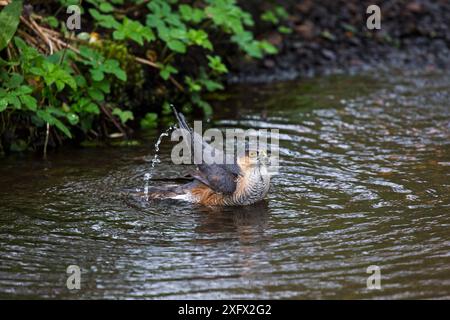 Eurasian sparrowhawk (Accipiter nisus) mâle se baignant dans une piscine dans un ruisseau de jardin, Corfe Mullen, Dorset, Angleterre, Royaume-Uni. Avril. Banque D'Images