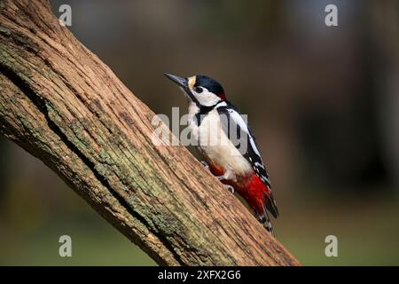 Grand pic tacheté (Dendrocopos major) perché sur une vieille branche de chêne dans un jardin, Crow, Ringwood, Hampshire, Angleterre, Royaume-Uni, mars. Banque D'Images