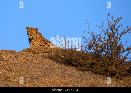 Léopard (Panthera pardus fusca),observation du rocher, Rajasthan, Inde Banque D'Images