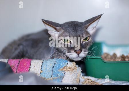 À côté de la litière verte, il y a un chat assis. Le chat, un Felidae carnivore de petite à moyenne taille, a des moustaches et un museau. C'est un terrestre Banque D'Images