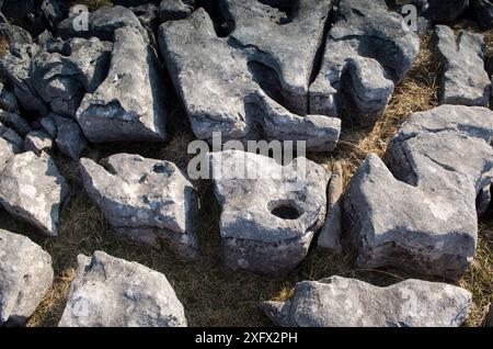 Clints (blocs) et Grykes (trous) de chaussée calcaire. Il s'agit de calcaire de l'âge Carbonifère, une partie d'une grande zone du Karst au-dessus d'Austwick, Yorkshire, Royaume-Uni. Les précipitations légèrement acides érodent et agrandissent les joints naturels dans le calcaire laissant une surface de chaussée caractéristique. Banque D'Images