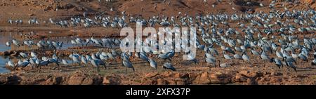 Grues demoiselle (Grus / Anthropoides virgo), grand troupeau, sur leur site d'hivernage, désert du Thar, Rajasthan, Inde. Panorama assemblé numériquement. Banque D'Images