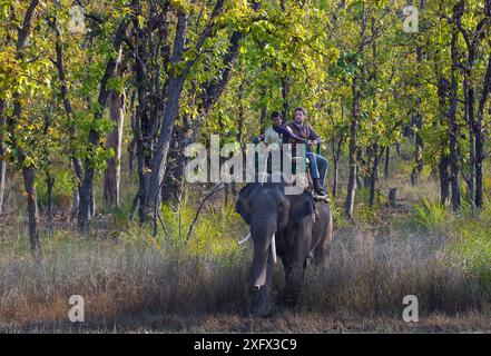 Photographe Axel Gomille, sur le dos de l'éléphant d'Asie domestiqué (Elephas maximus), avec mahout, traquant et photographiant des tigres (Panthera tigris), Parc National de Bandhavgarh, Madhya Pradesh, Inde. Mars 2013. Banque D'Images