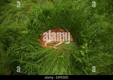 Faon de cerf de Virginie (Odocoileus virginianus) reposant dans les herbes longues, New York, USA, mai. Banque D'Images