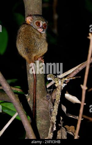 Tarsier spectral de Gursky (Tarsius spectrumgurskyae) Sulawesi du Nord Banque D'Images